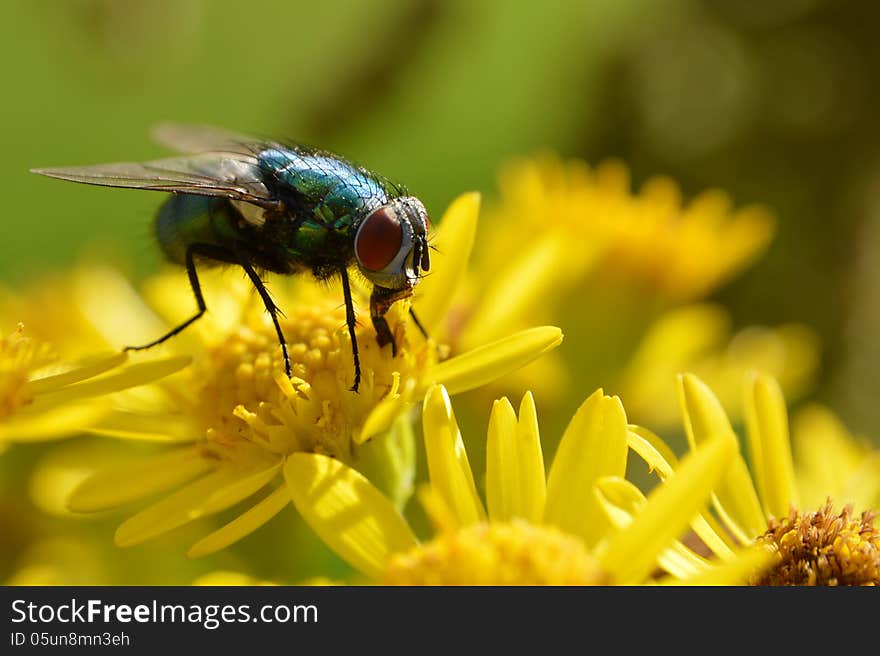 Fly supping nectar from a meadow flower. Fly supping nectar from a meadow flower