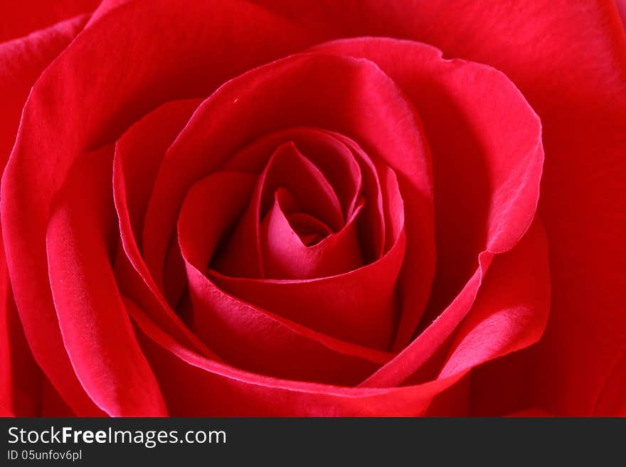 Close up of red rose