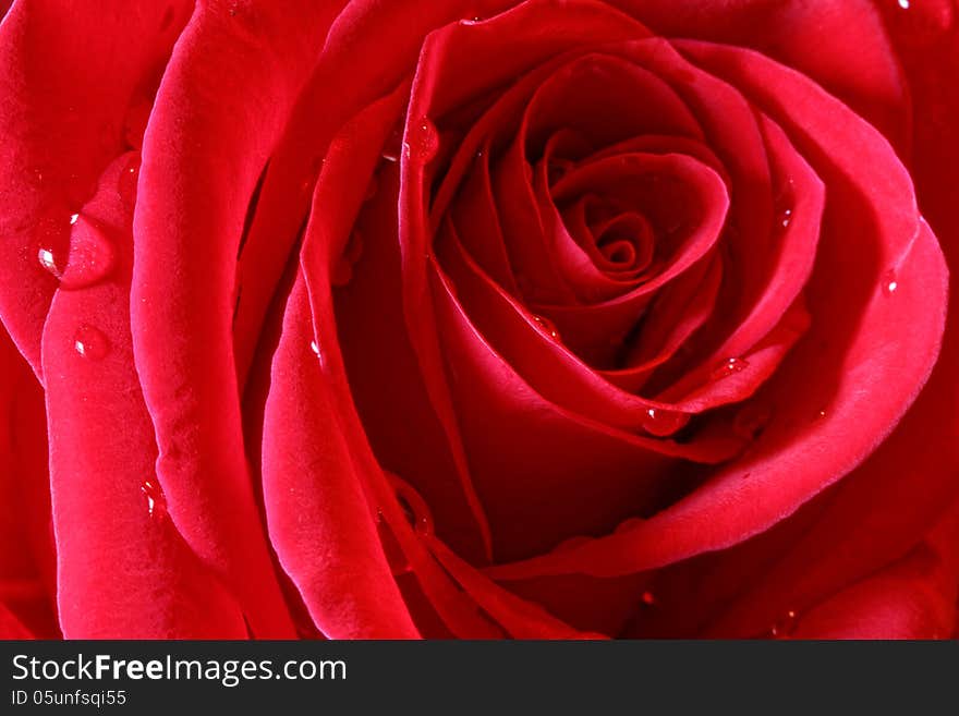 Close up of red rose