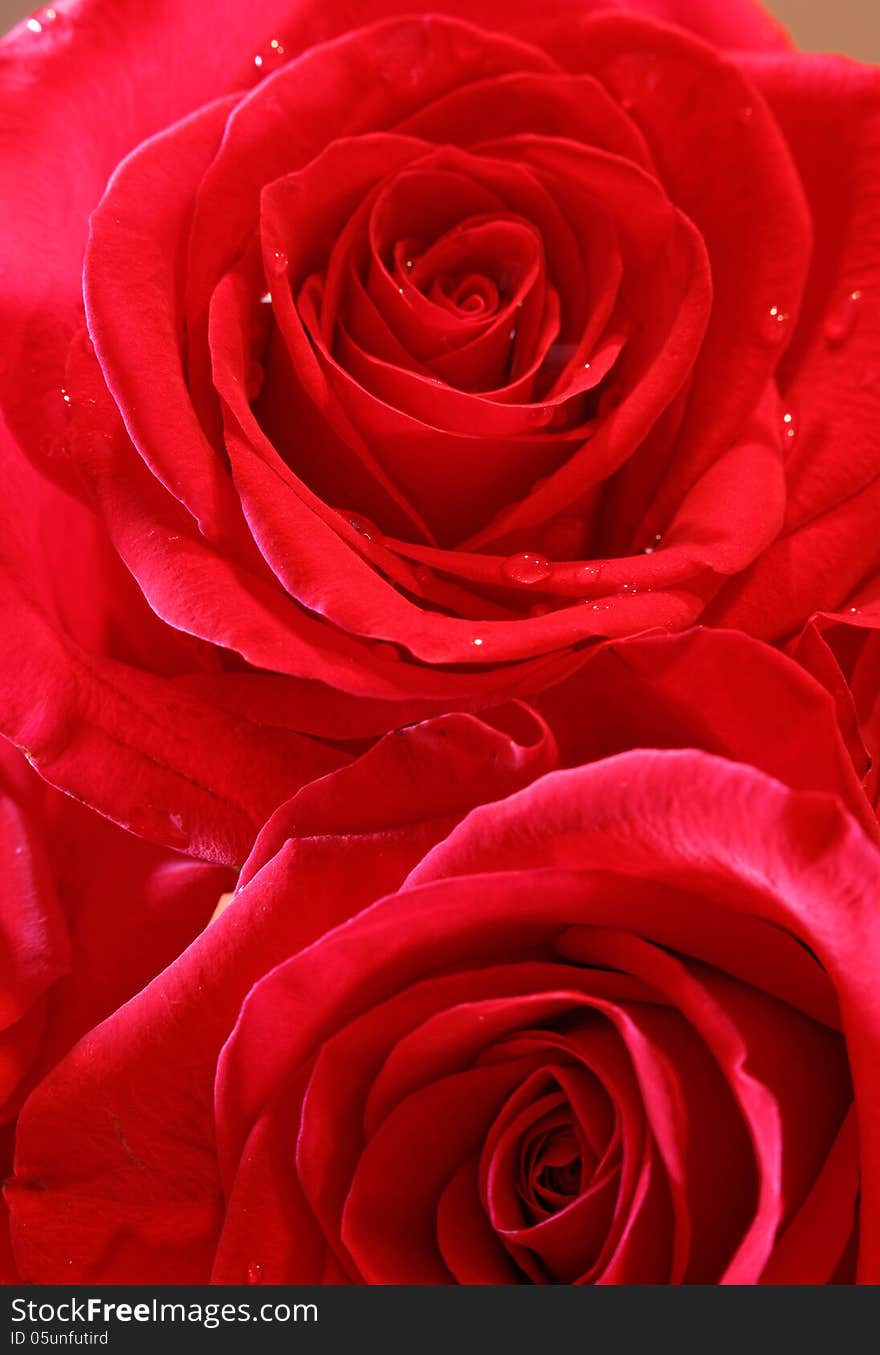 Close up of red rose