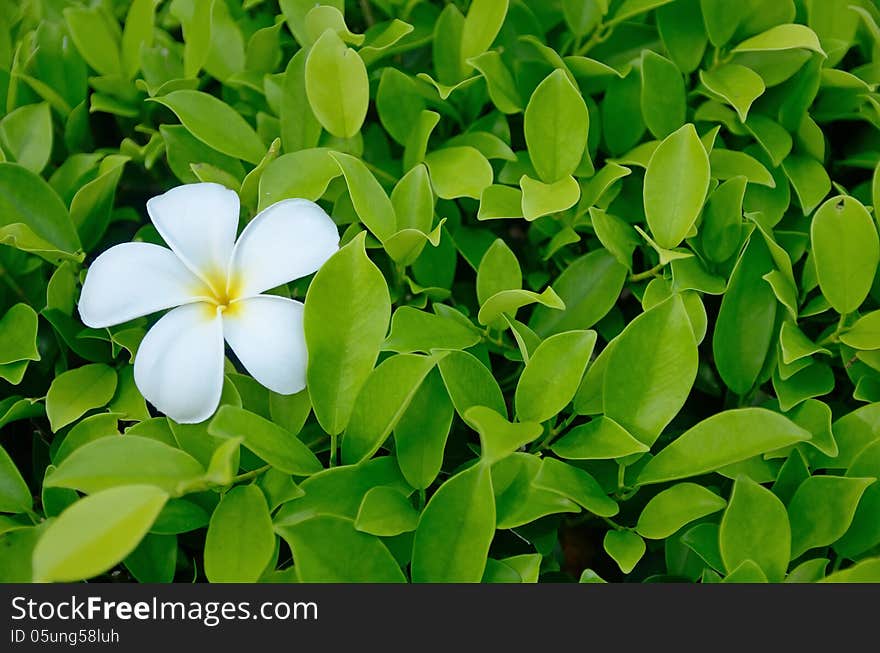 Plumeria flower or Lei Flower on wood texture