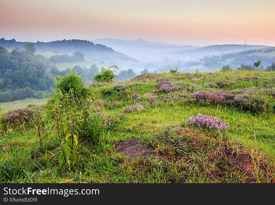 Wild savory and mint at clearing on a mountains in fog. Wild savory and mint at clearing on a mountains in fog