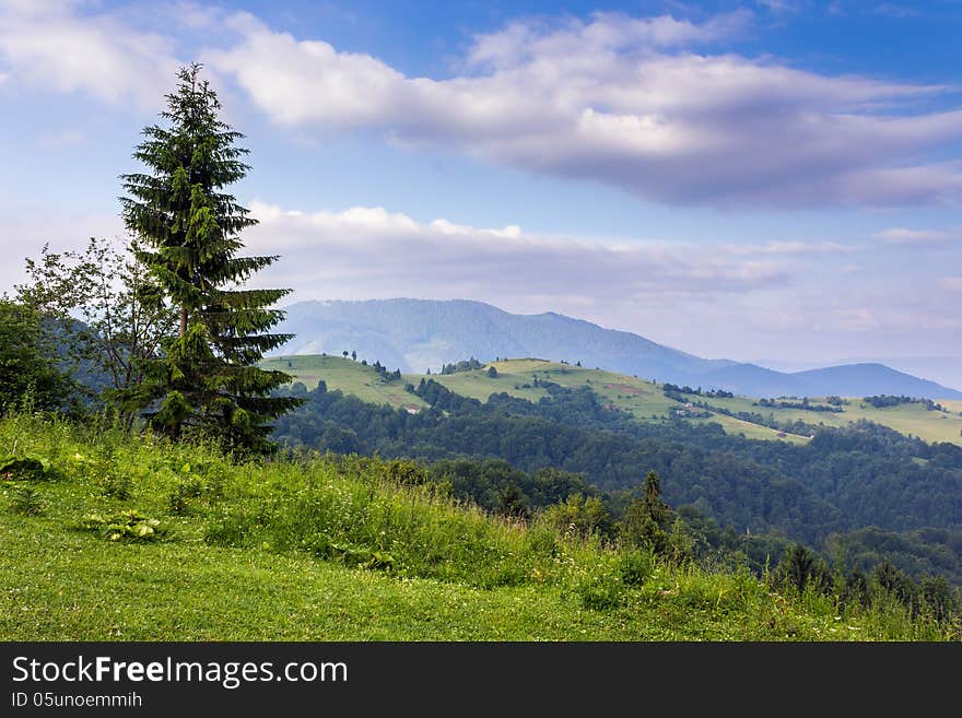 Fir tree on the edge of clearing in mountains