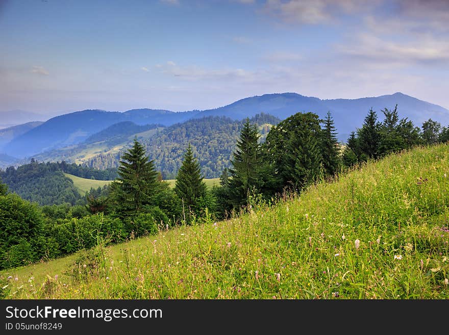 Glade with coniferous trees in mountains