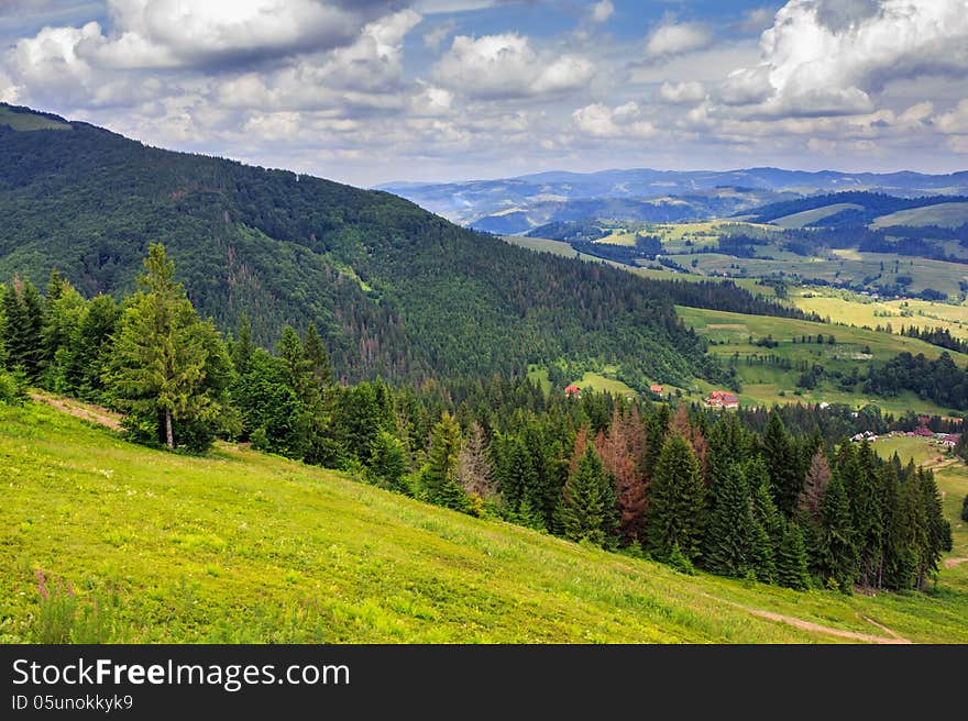 Coniferous forest on a steep mountain slope