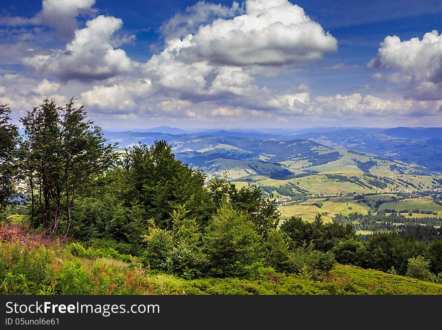 Coniferous forest on a mountain