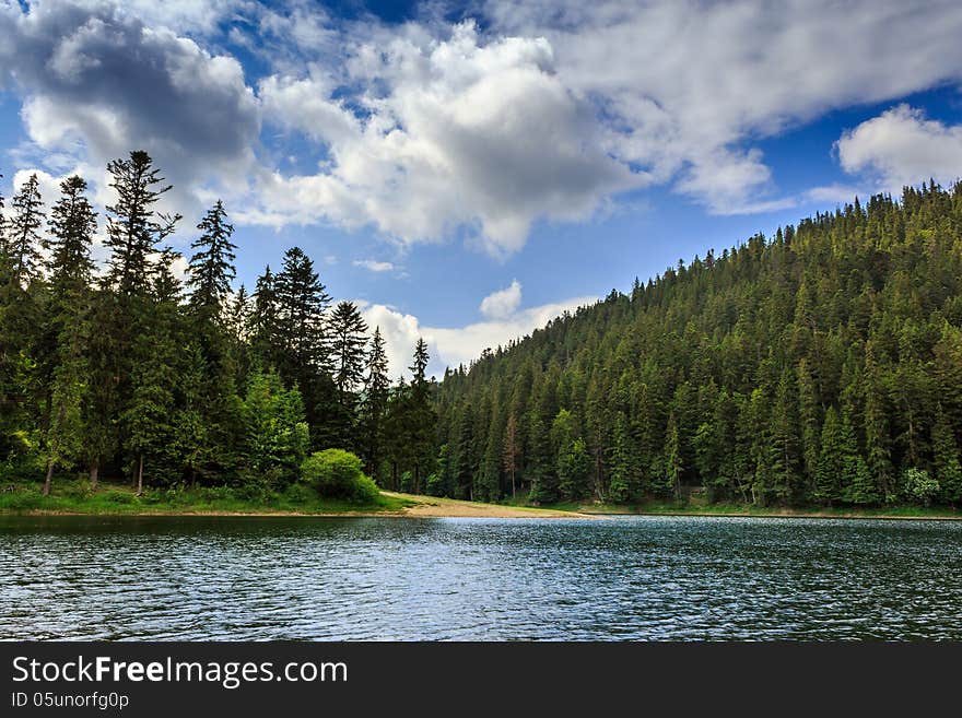 Coniferous forest on the shore of a lake in mountains