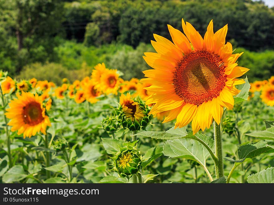 Young sunflower close-up