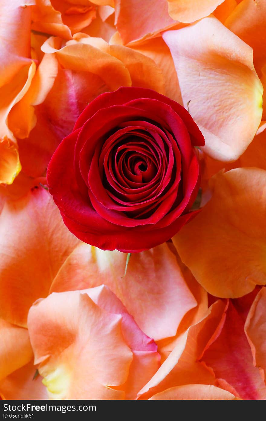 Close up of rose on the top of rose petals. Close up of rose on the top of rose petals