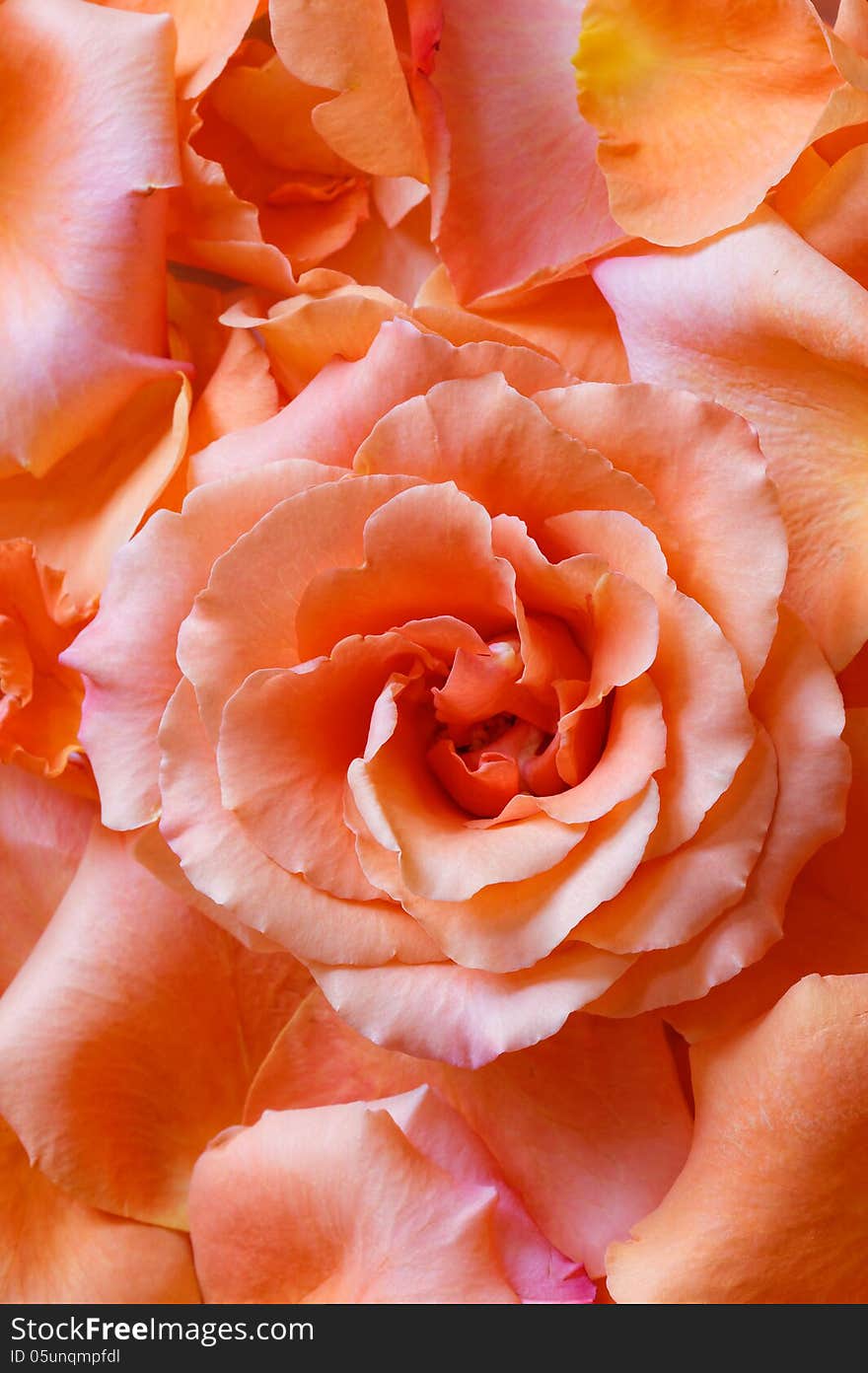 Close up of rose on the top of rose petals. Close up of rose on the top of rose petals