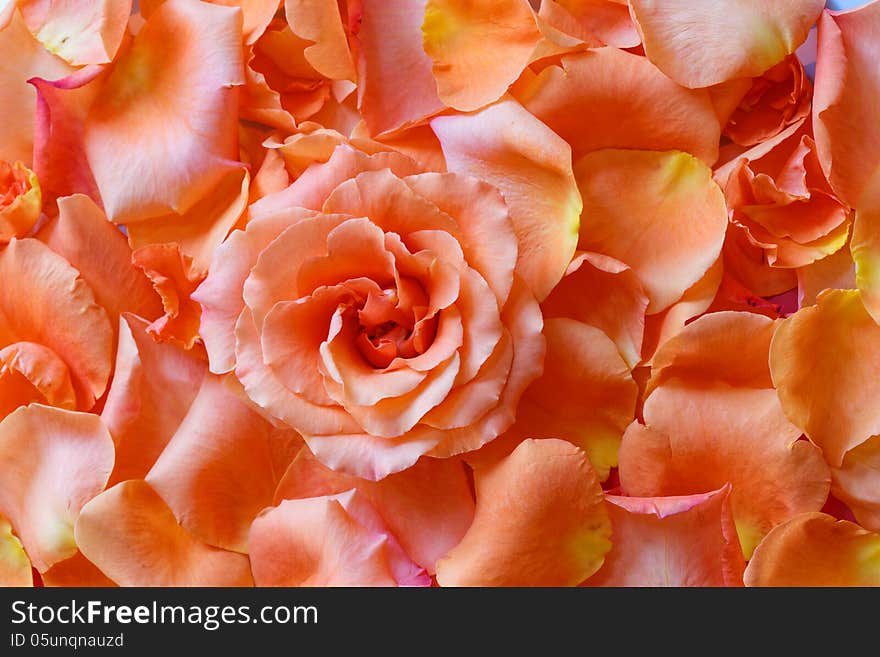 Close up of rose on the top of rose petals. Close up of rose on the top of rose petals