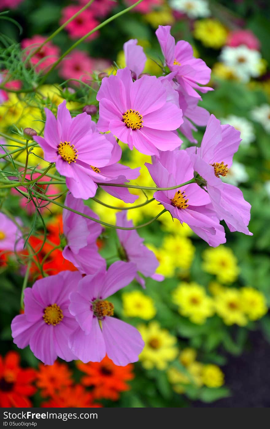 Beautiful purple cosmos flowers blooming in colorful summer garden