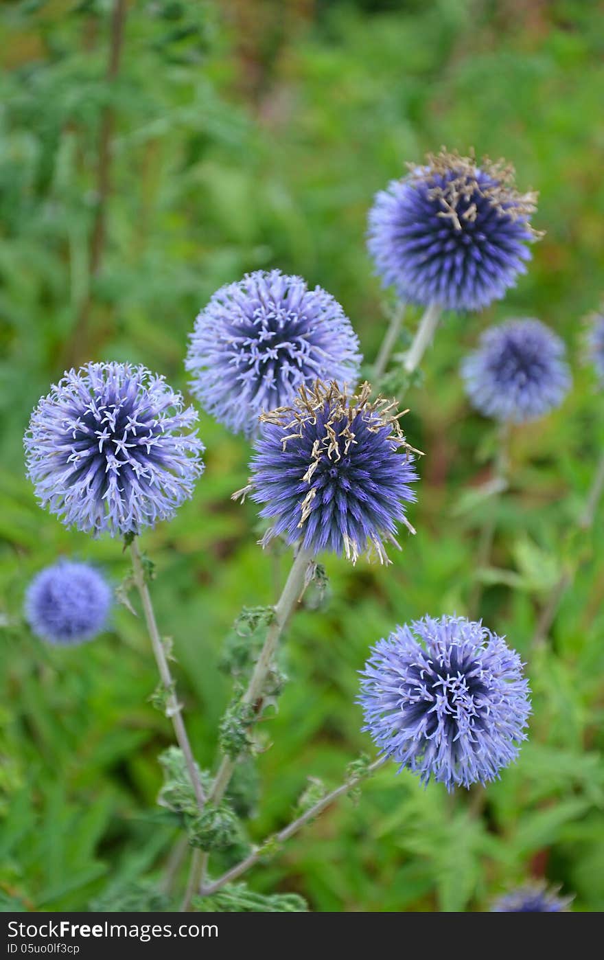 Purple globe thistle flowers