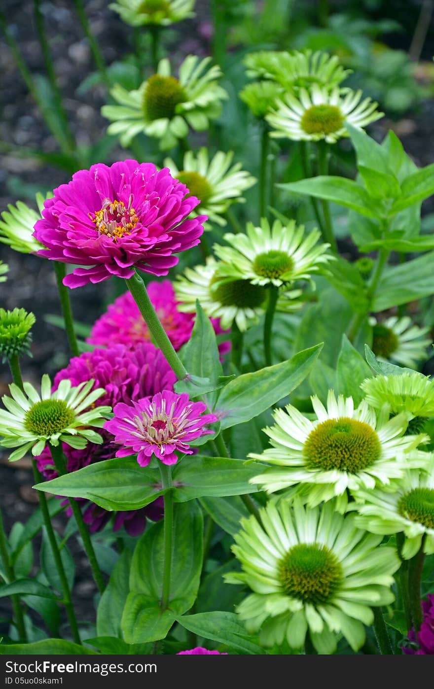 Beautiful pink zinnia flowers blooming in green garden