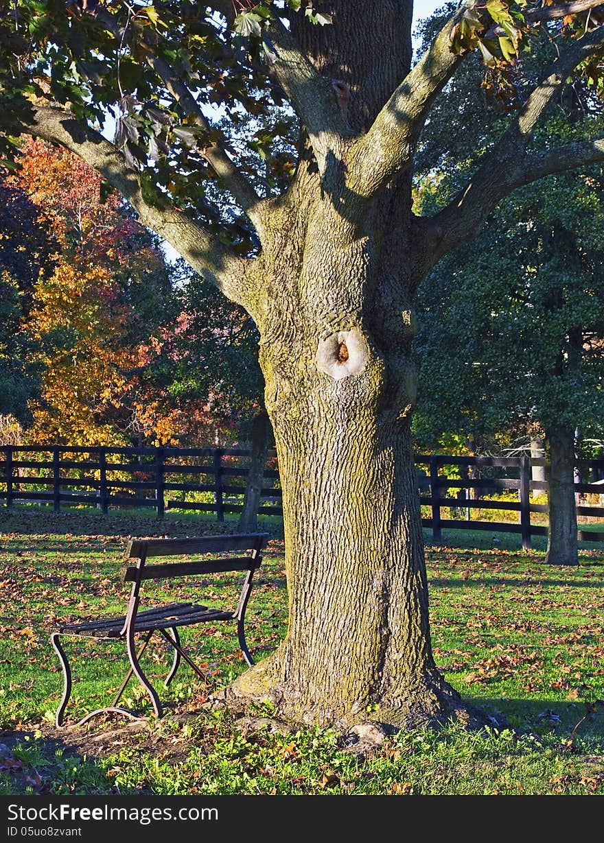 An old bench under a fall tree along a roadside in Central New Jersey. An old bench under a fall tree along a roadside in Central New Jersey.