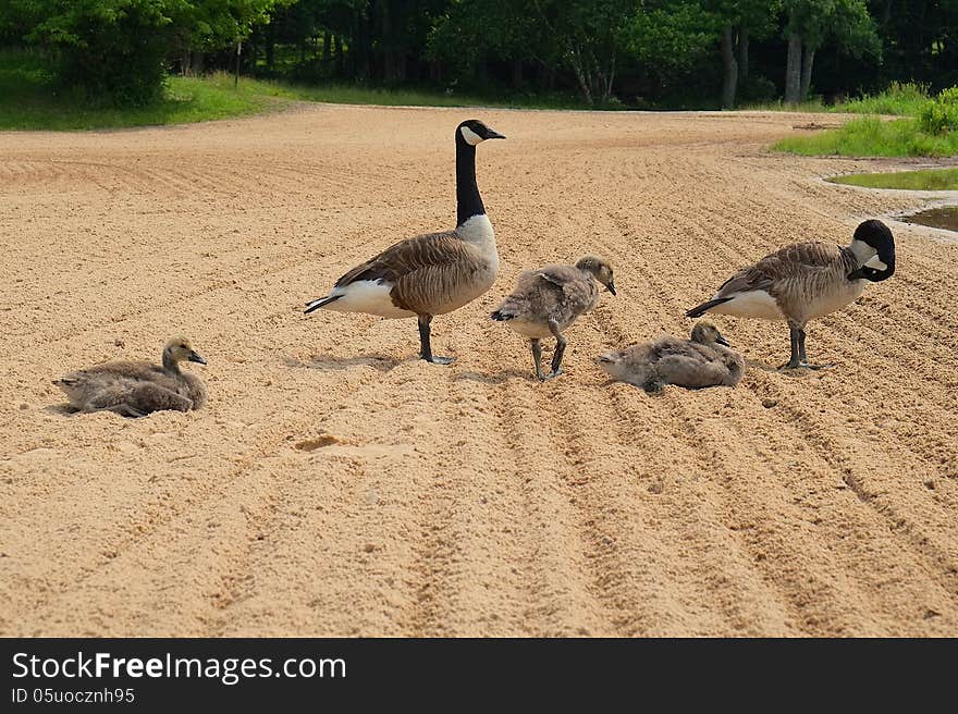 Family of Geese at the Beach