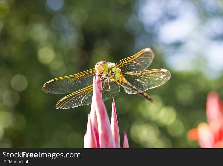 The dragonfly sits on a flower in beams of a bright sun