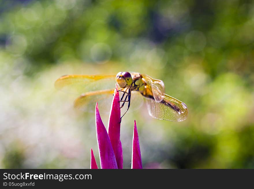 The dragonfly sits on a flower in beams of a bright sun