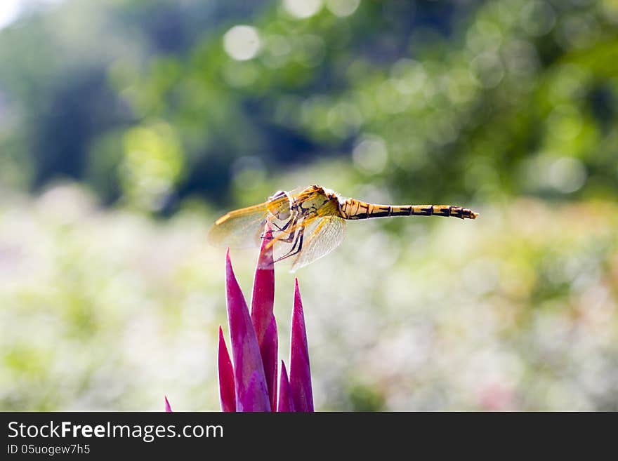 The dragonfly sits on a flower in the bright sunny day