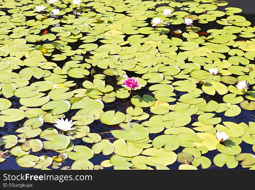 Water-lilies in a pond in the bright sunny day. Water-lilies in a pond in the bright sunny day