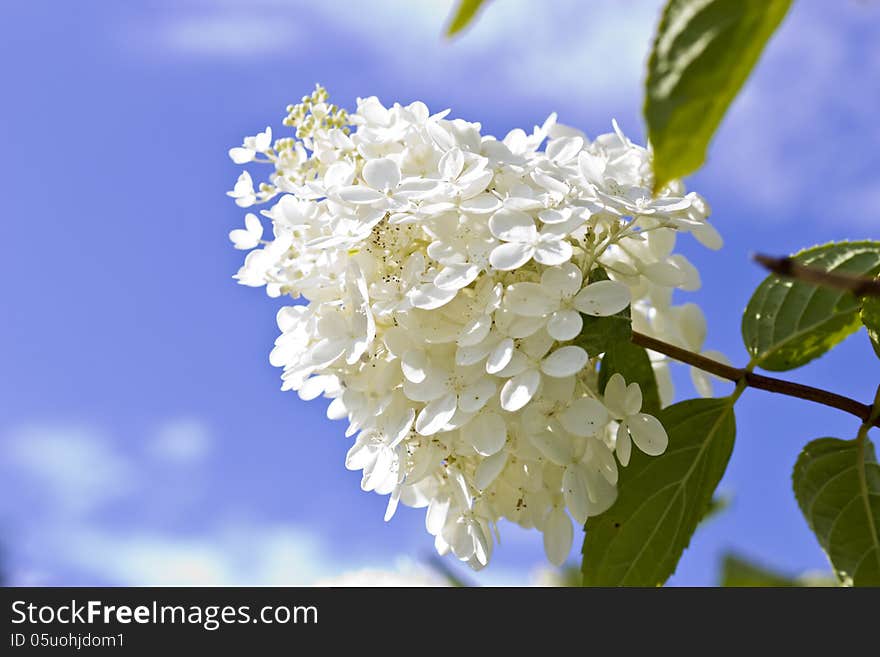 White flowers against the bright blue sky in sun beams