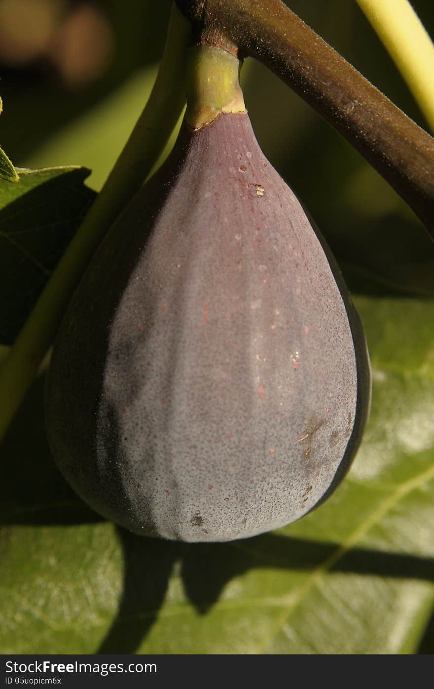 A ripe plump Mission fig on the tree with a green leaf behind it in bright sun. A ripe plump Mission fig on the tree with a green leaf behind it in bright sun