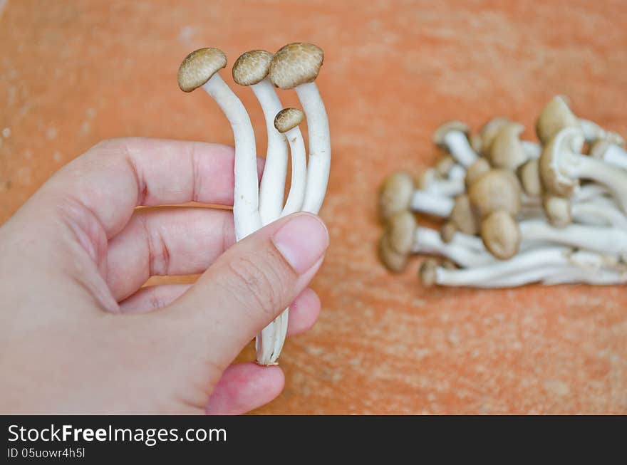 Brown Beech mushroom on hand