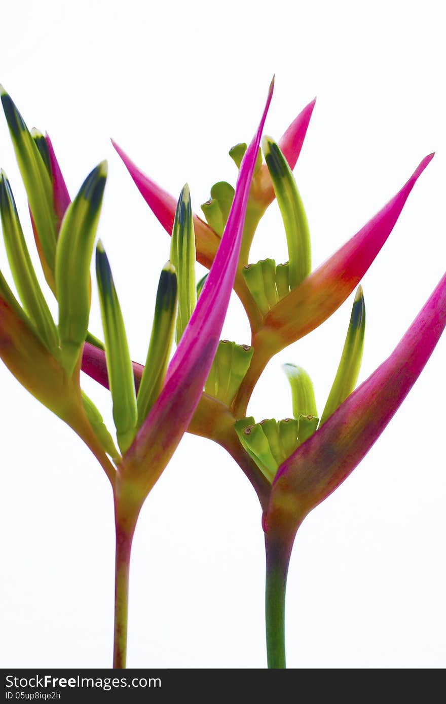 Close-up of Heliconia flower