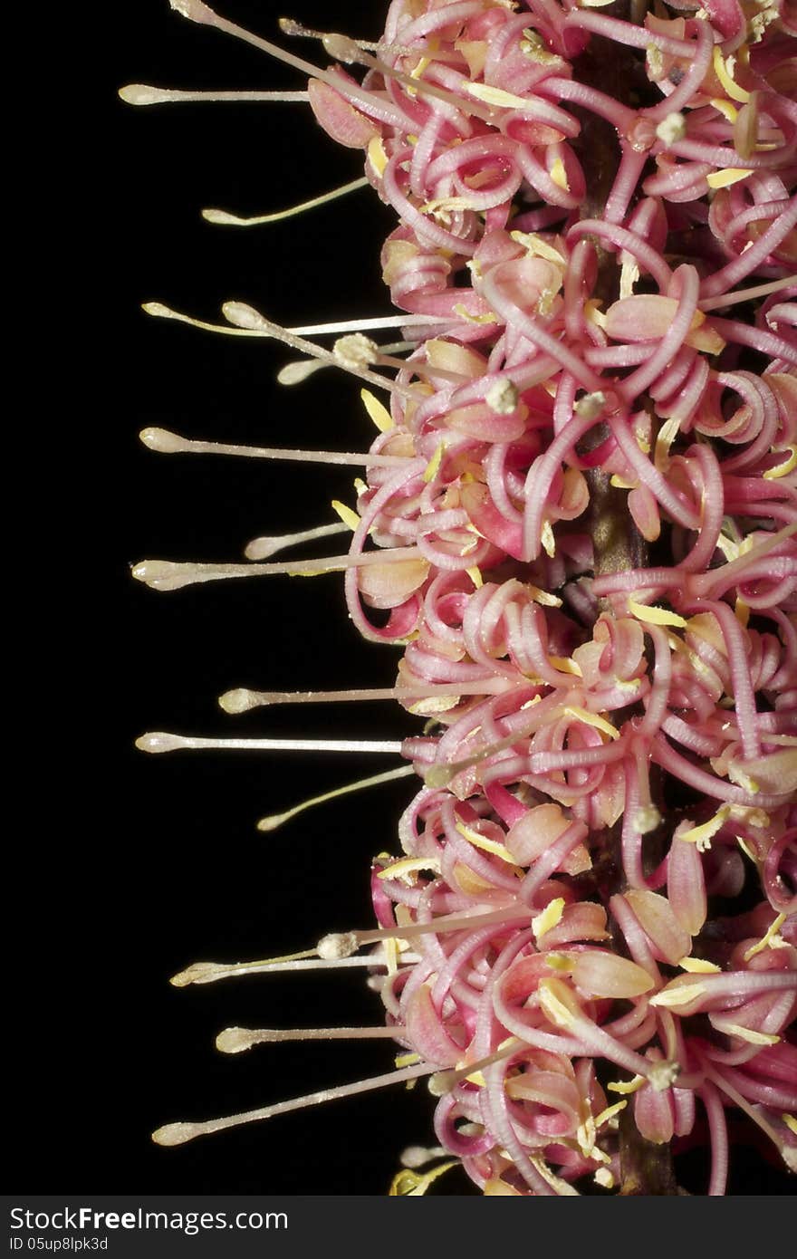 Close-up of the beautiful tropical north QLD flowers, Sayer's Silky Oak or Hollandea sayeriana. Close-up of the beautiful tropical north QLD flowers, Sayer's Silky Oak or Hollandea sayeriana.