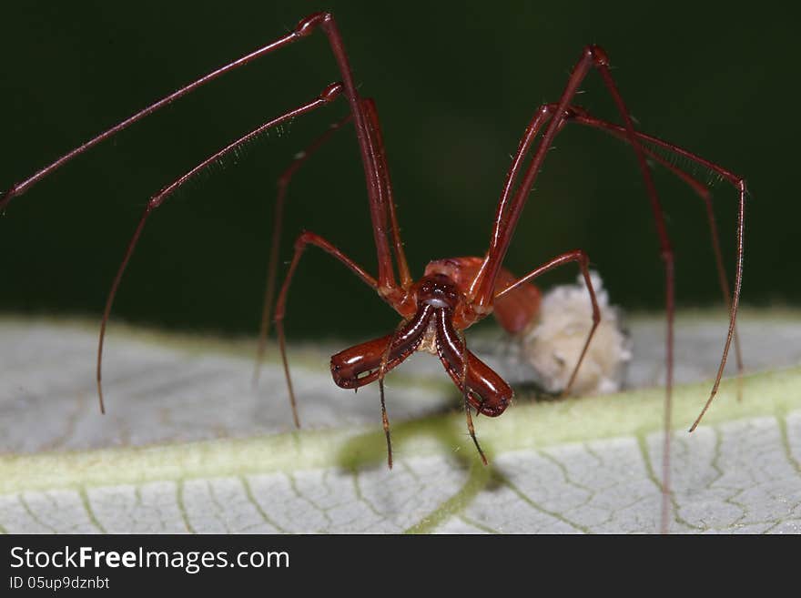 Close-up of a Long-jawed spider or Tetragnatha sp. guarding its egg sac. It is walking over a web framework above the surface of the leaf.