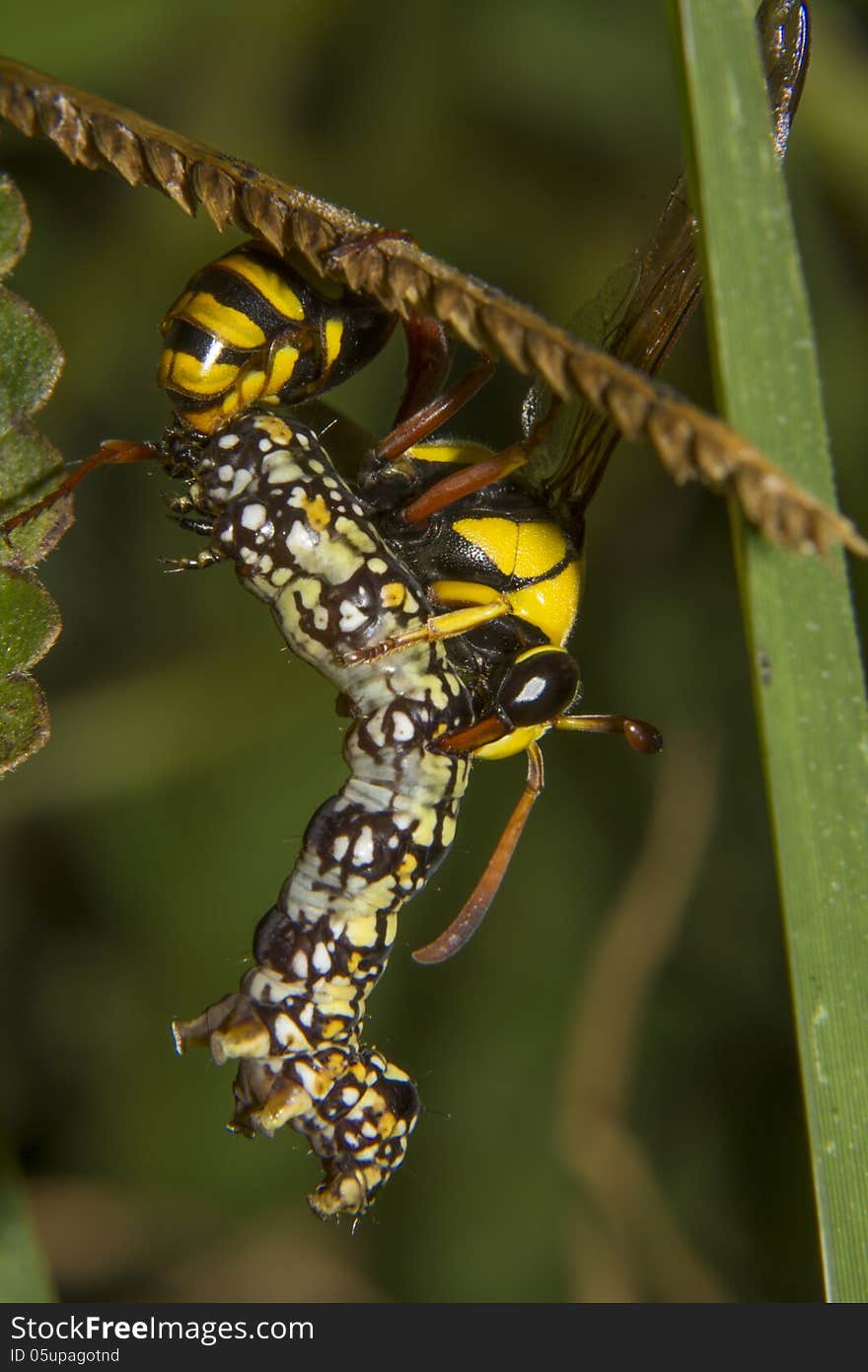 Macro/close-up of a Yellow Potter Wasp or Delta campaniforme, anaesthetising a caterpillar. This will be food for the next generation.