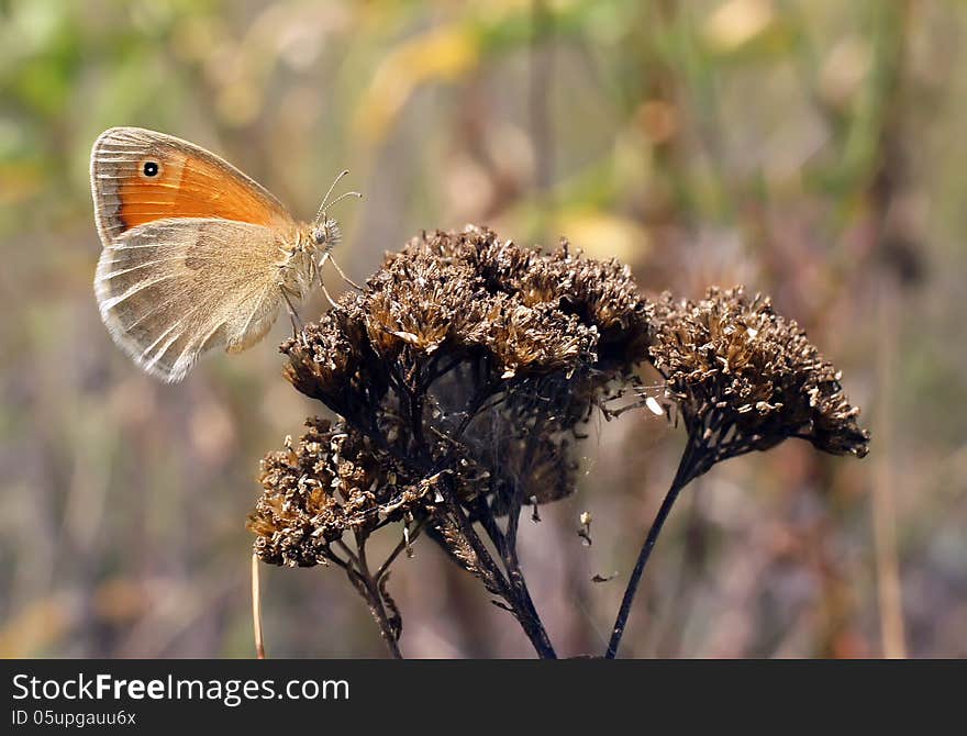 Life of butterflies in habitat. Life of butterflies in habitat