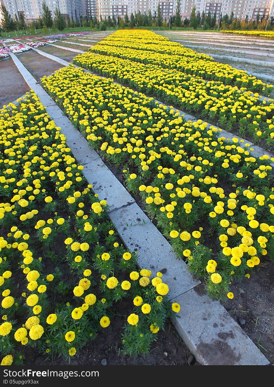 A Flowerbed Of Marigolds