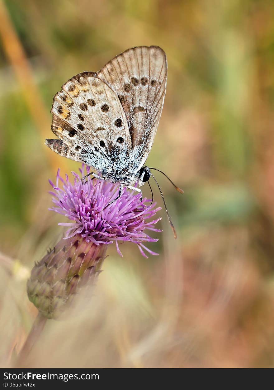 Life of butterflies in habitat. Life of butterflies in habitat