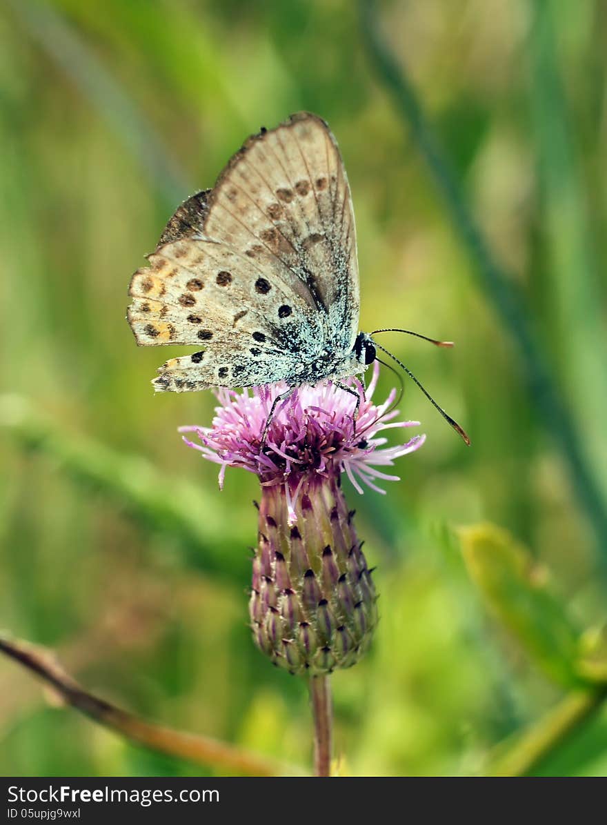 Life of butterflies in habitat. Life of butterflies in habitat