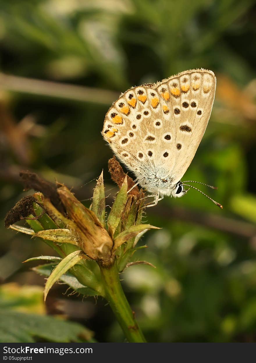 Life of butterflies in habitat. Life of butterflies in habitat