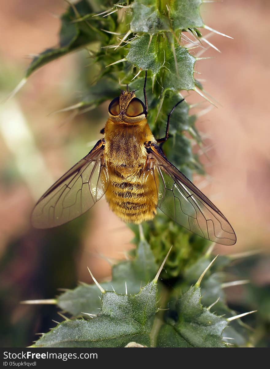 The fly sits on a prickly plant