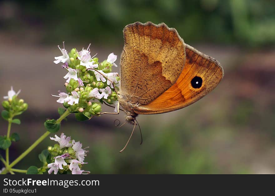 Life of butterflies in habitat. Life of butterflies in habitat