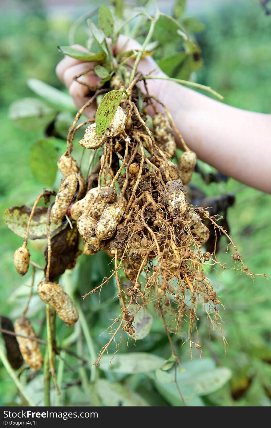 Holding peanuts out of the ground. Holding peanuts out of the ground