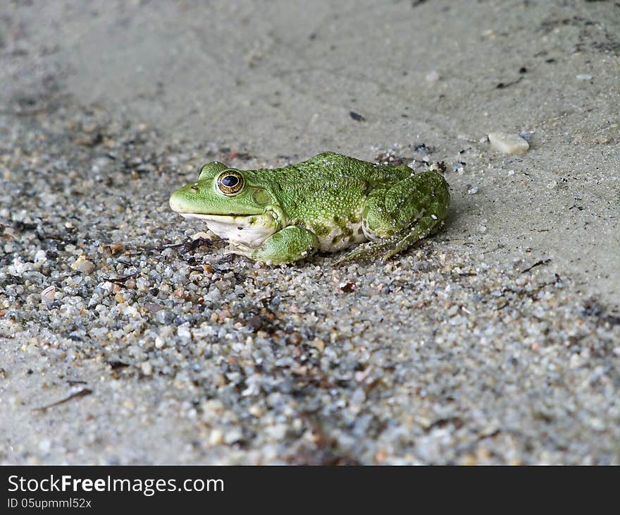 frog on a sandy river bank. frog on a sandy river bank