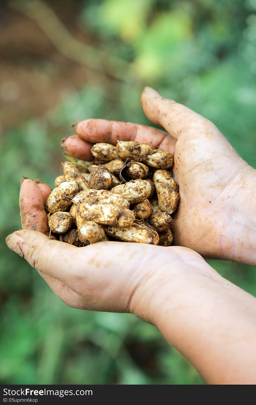 Fresh peanuts in hands