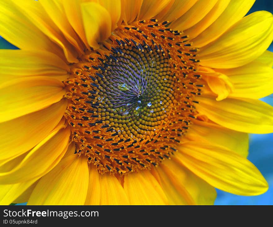 Part of one flourishing sunflower isolated. Part of one flourishing sunflower isolated