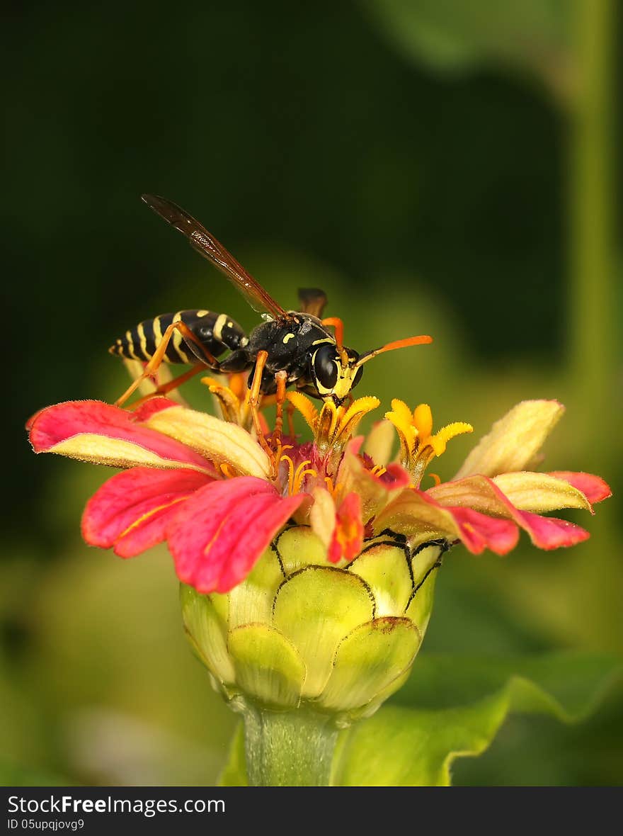 The wasp sits on a red flower