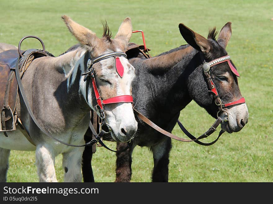 Two Donkeys.