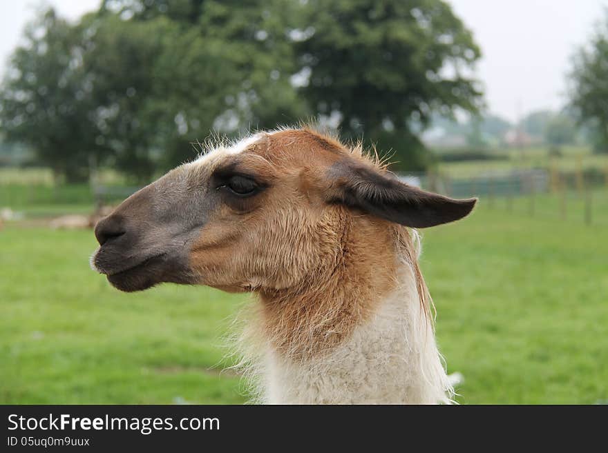 Head of a Goat.