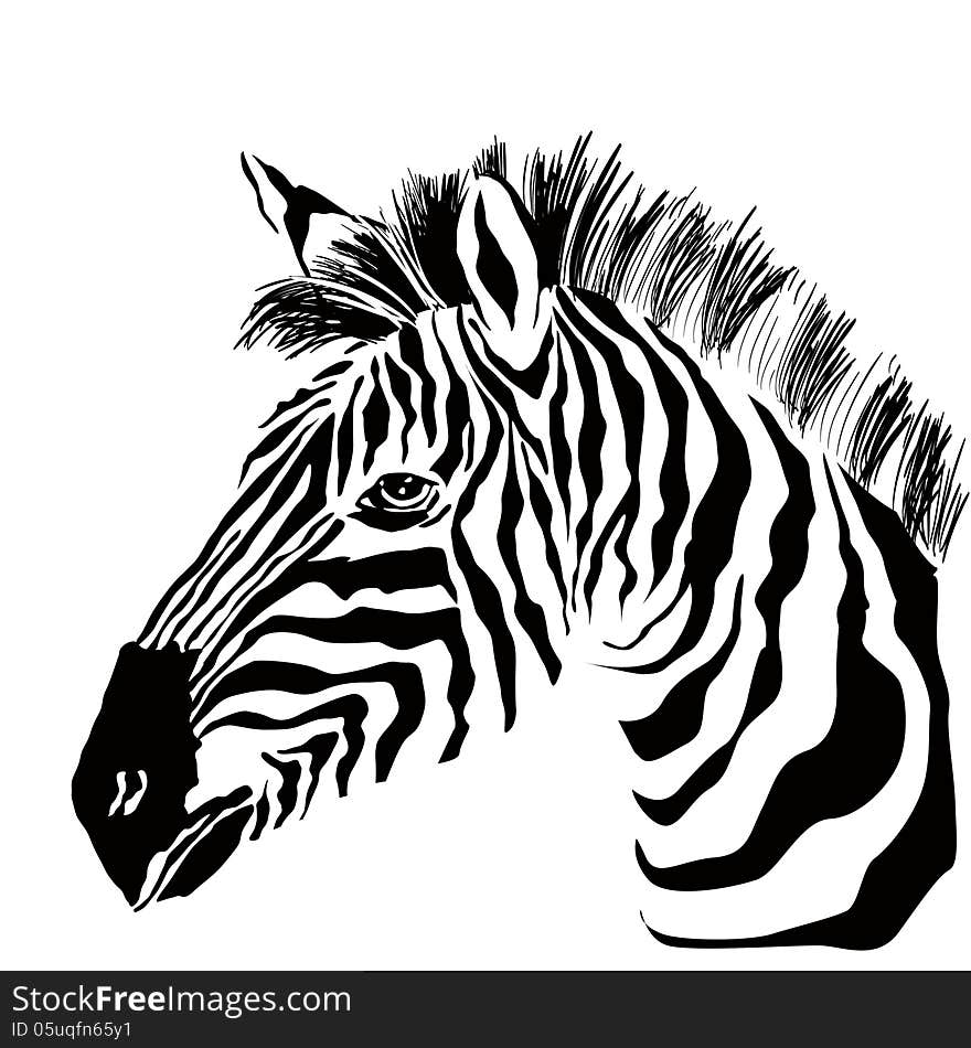 Portrait Of Zebra On The White Background