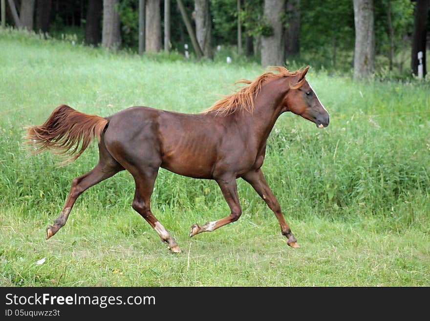 A beautiful stallion runs through a meadow in summer. A beautiful stallion runs through a meadow in summer