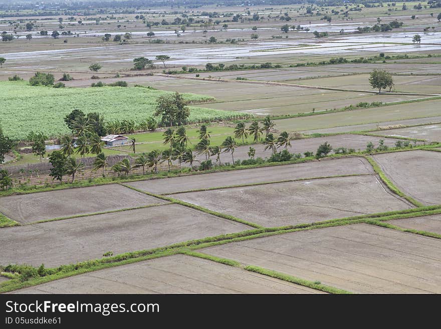 Rice fields were ploughed to prepare planting