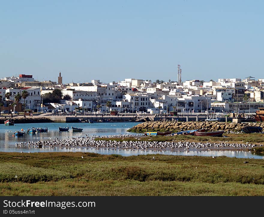 Seagulls on the Bouregreg river near Rabat.