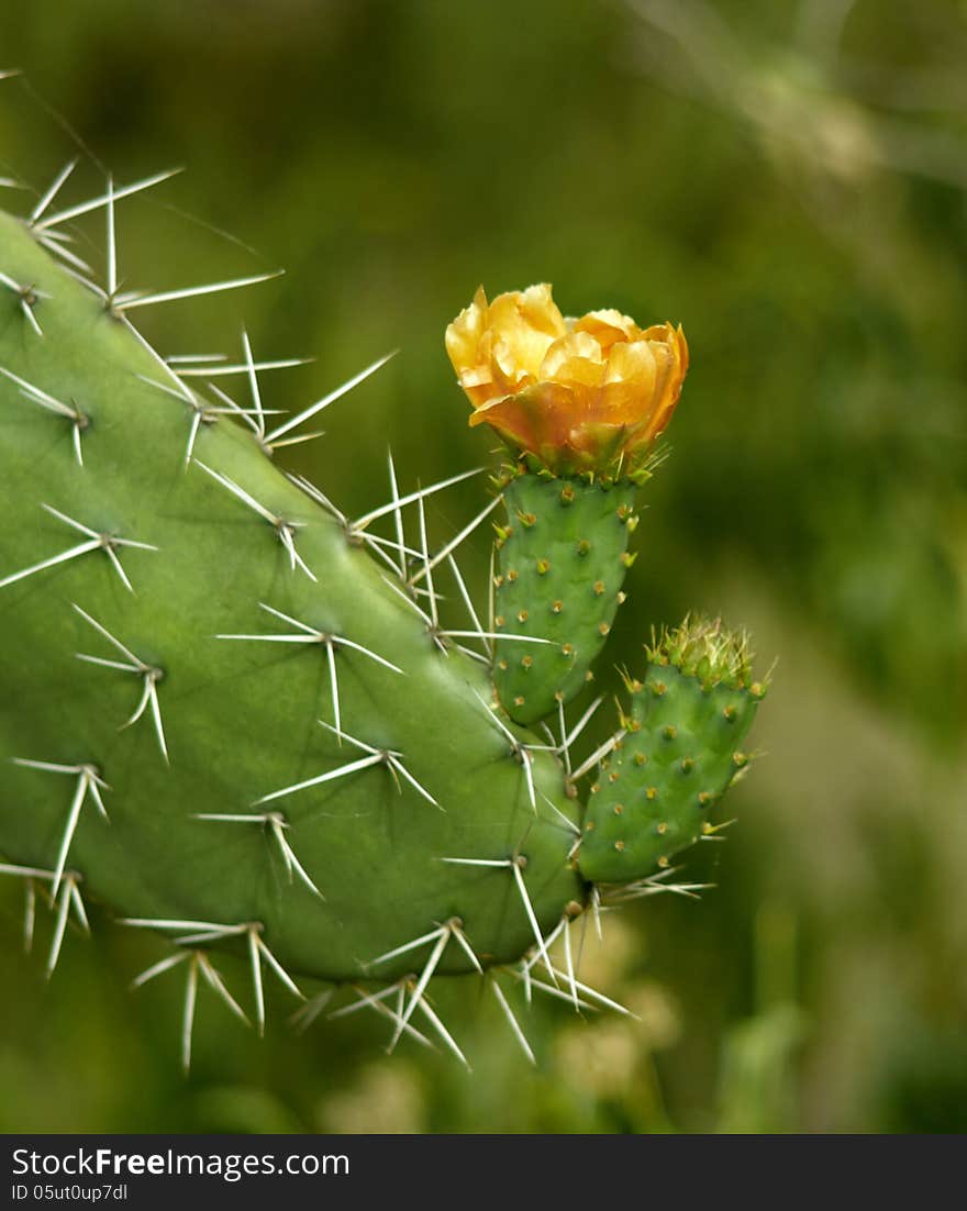 Cactus flower